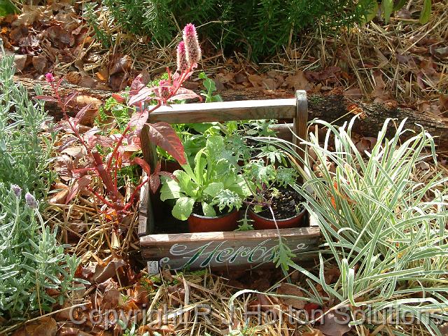 Herbs in trug